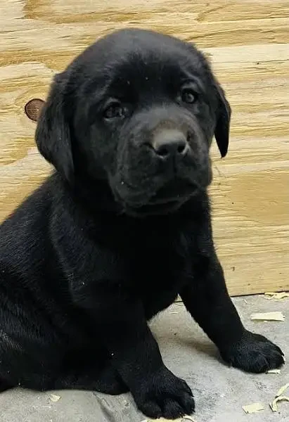 pedigree Labrador puppies available-Image 1