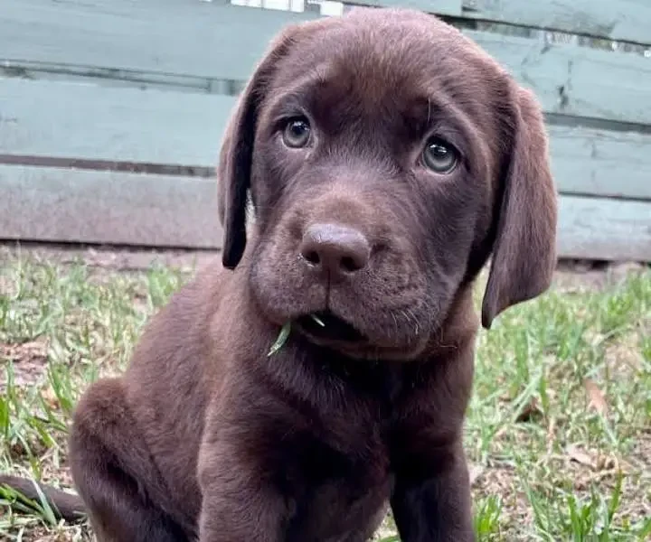 pedigree Labrador puppies available-Image 2