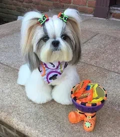 Shihtzu puppies available looking for a new home-Image 1