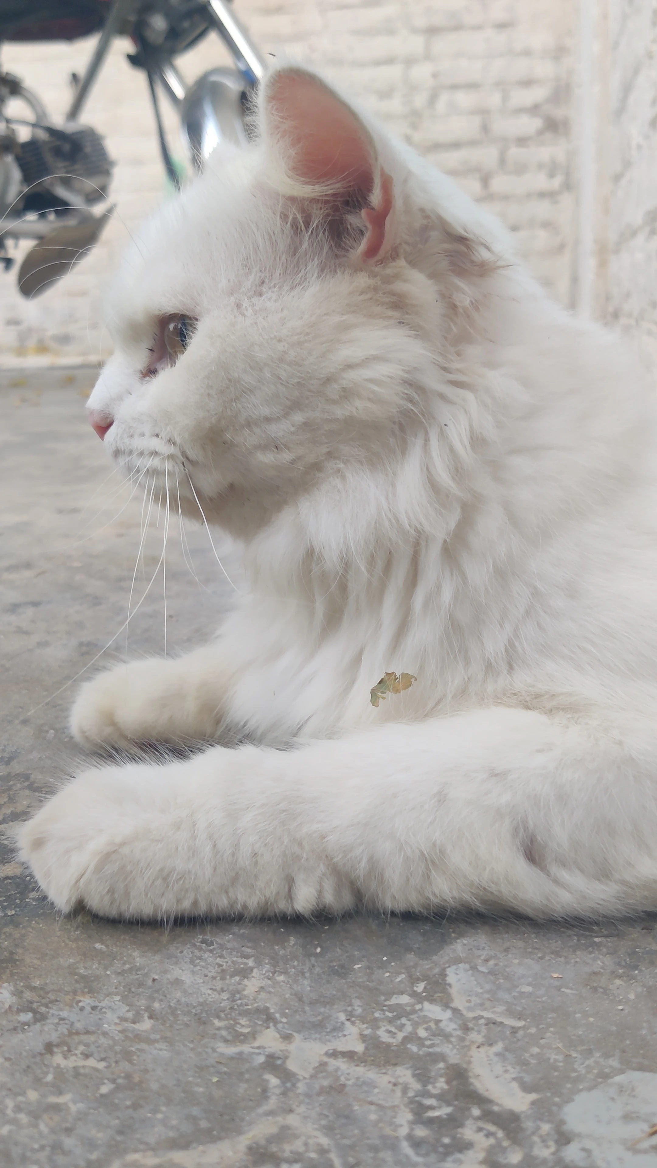 Turkish angora male cat with luxurious white coat-Image 1