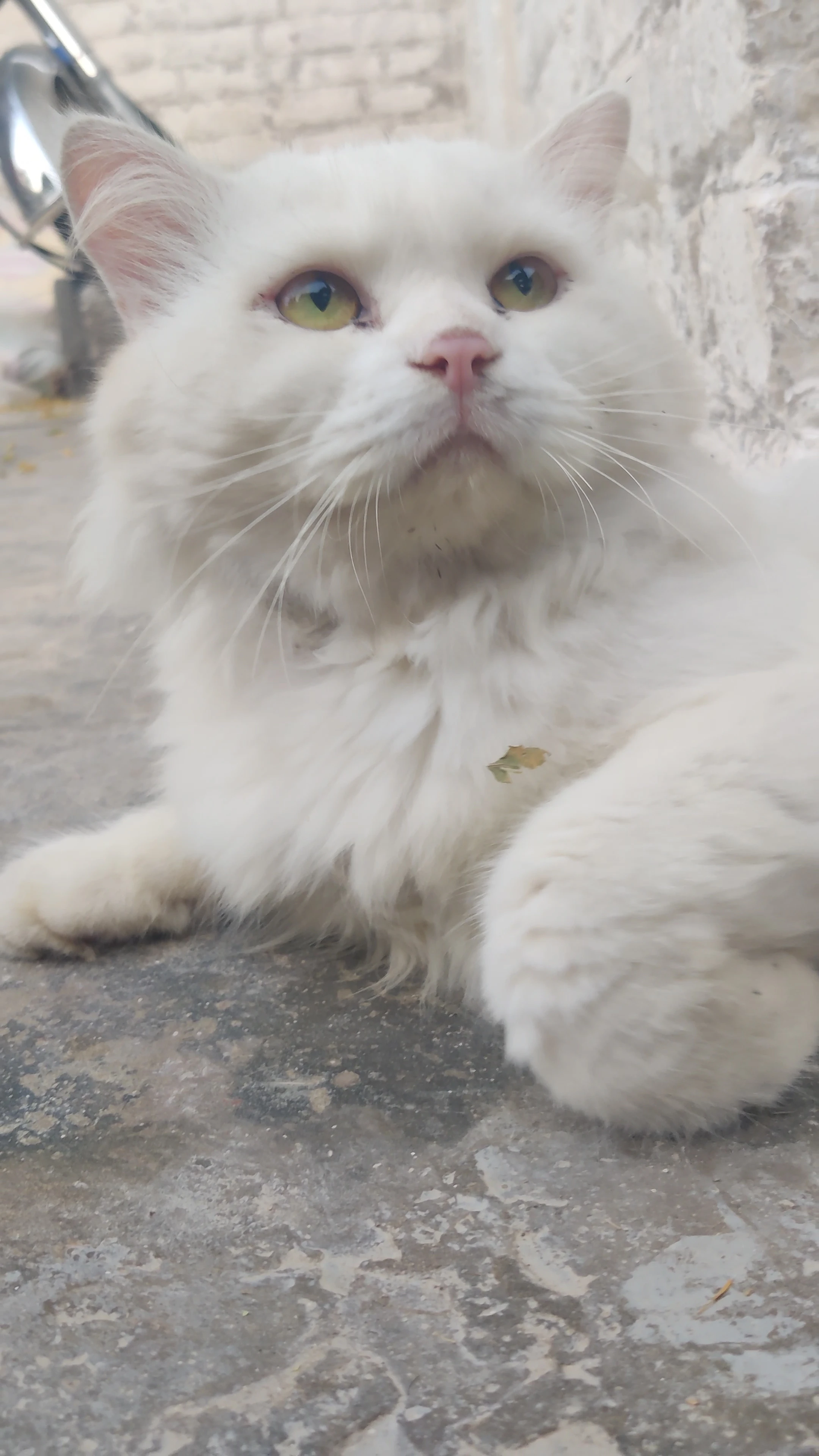 Turkish angora male cat with luxurious white coat-Image 2