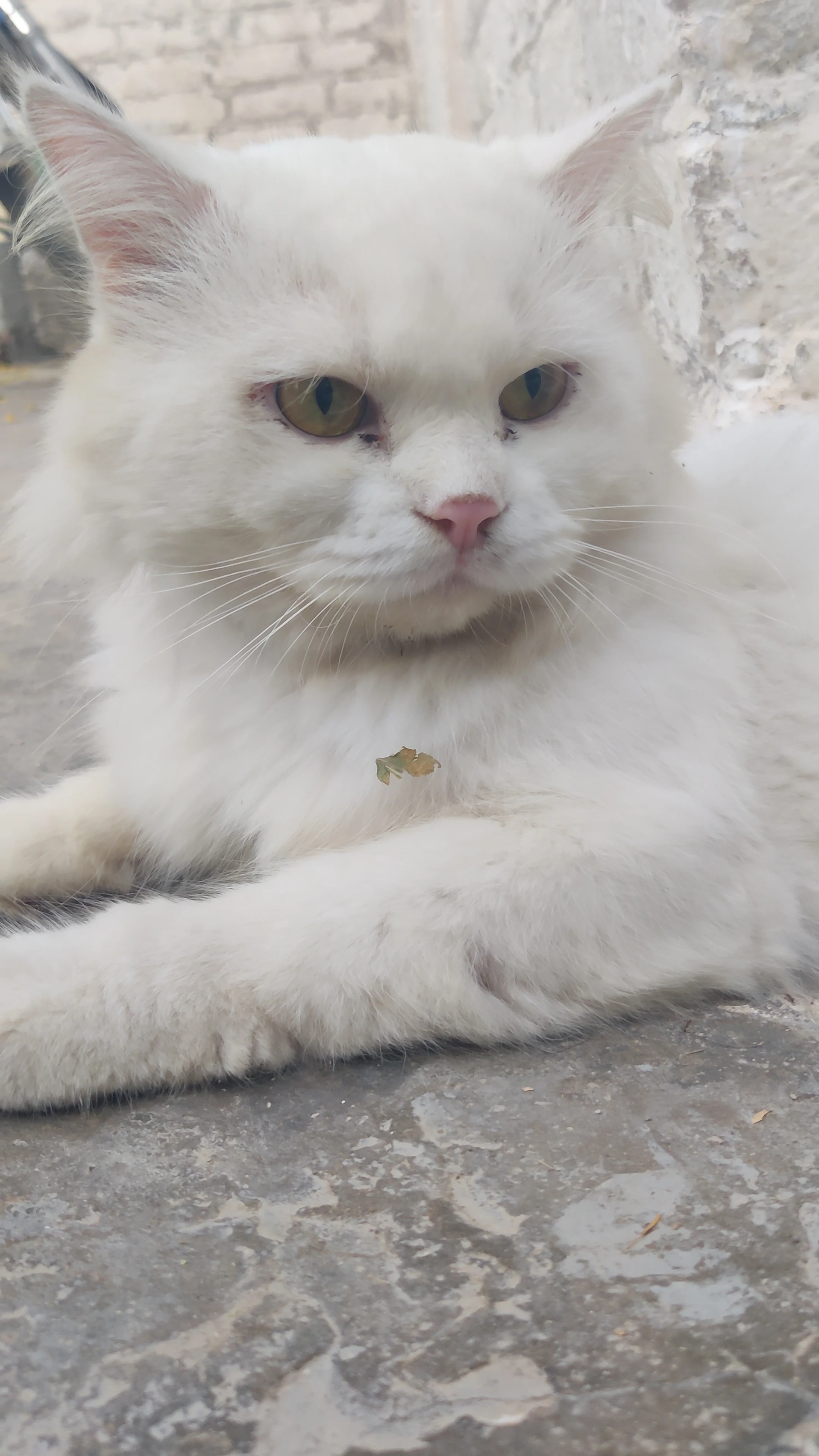 Turkish angora male cat with luxurious white coat-Image 3