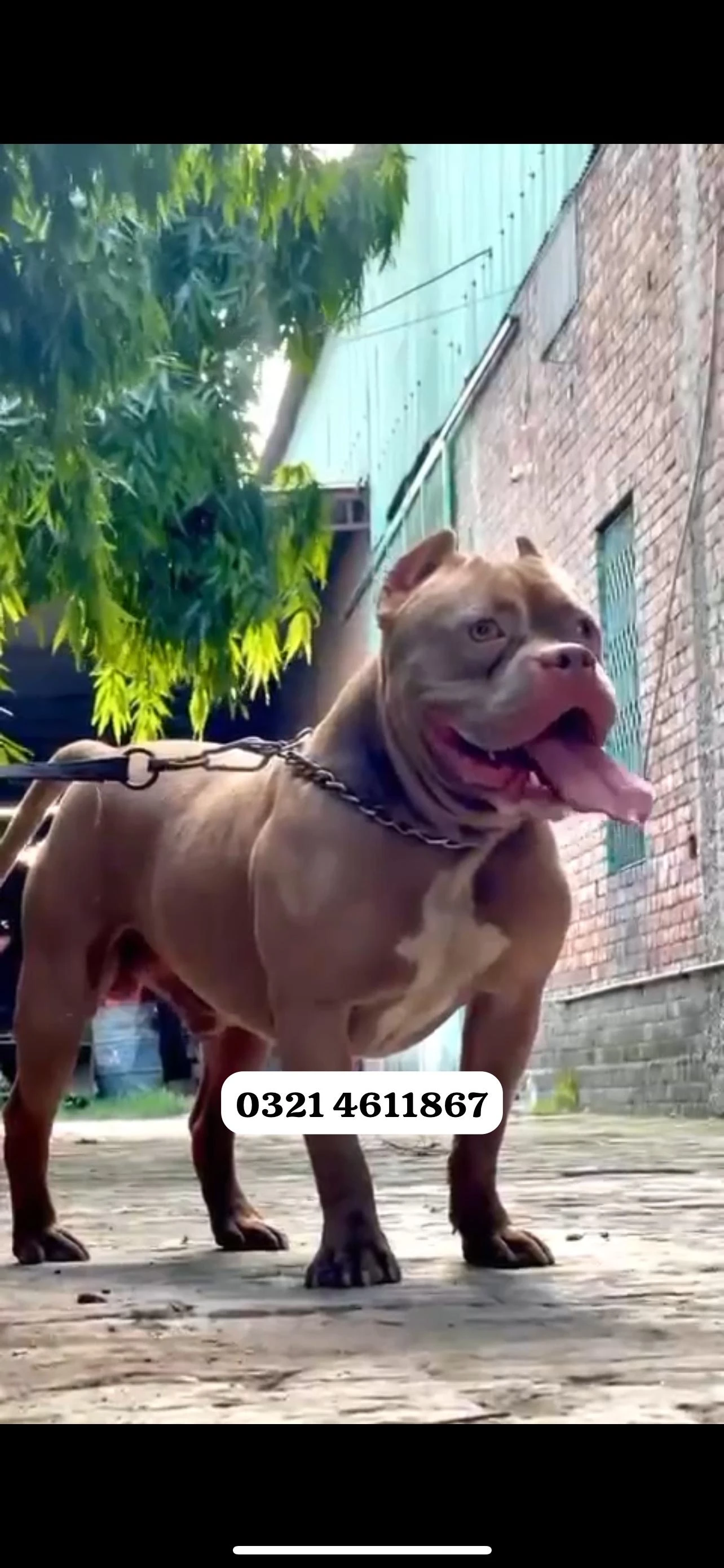 American Bully-Image 1