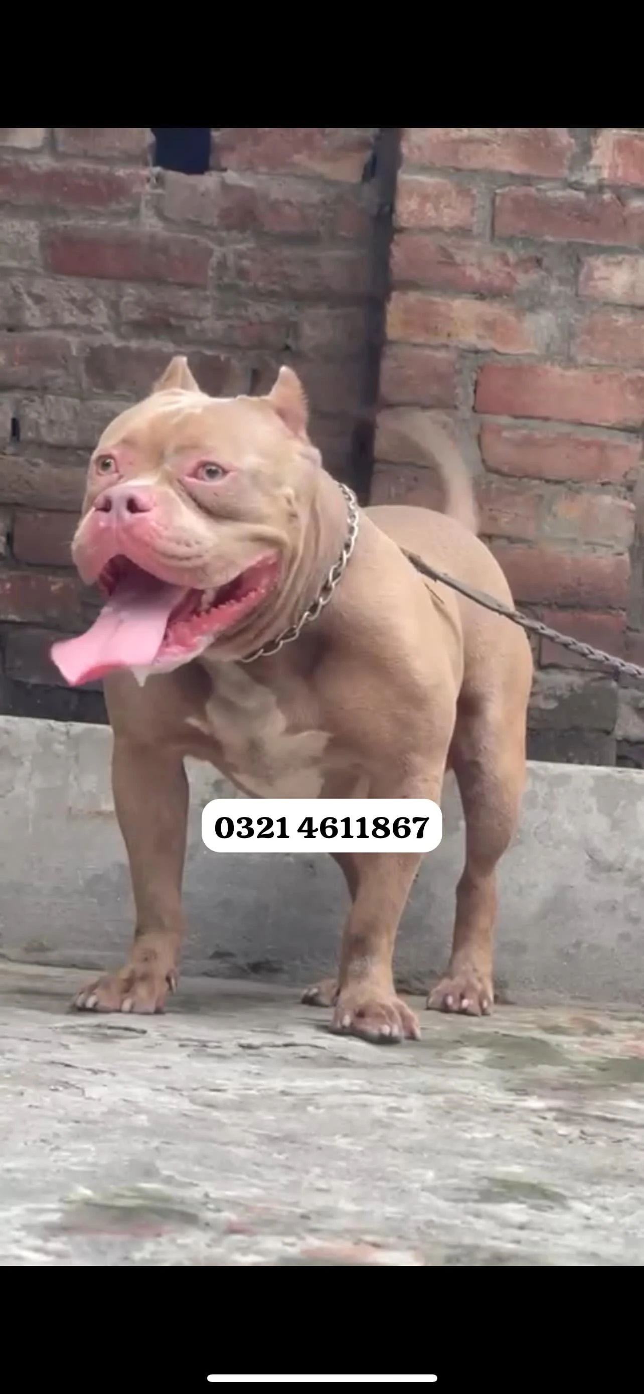 American Bully-Image 2