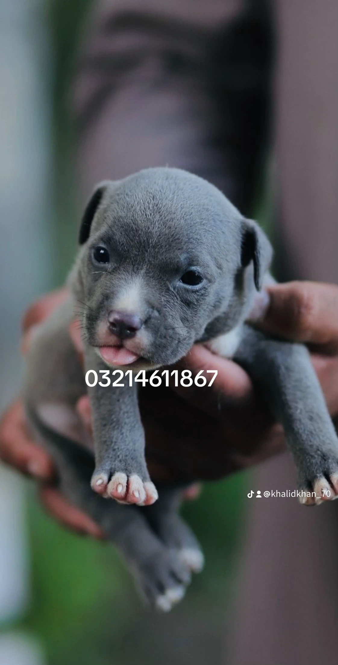 American Bully-Image 3