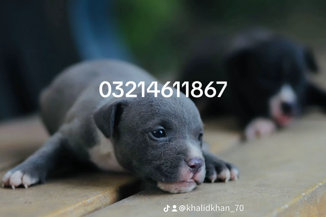 American Bully-Image 4