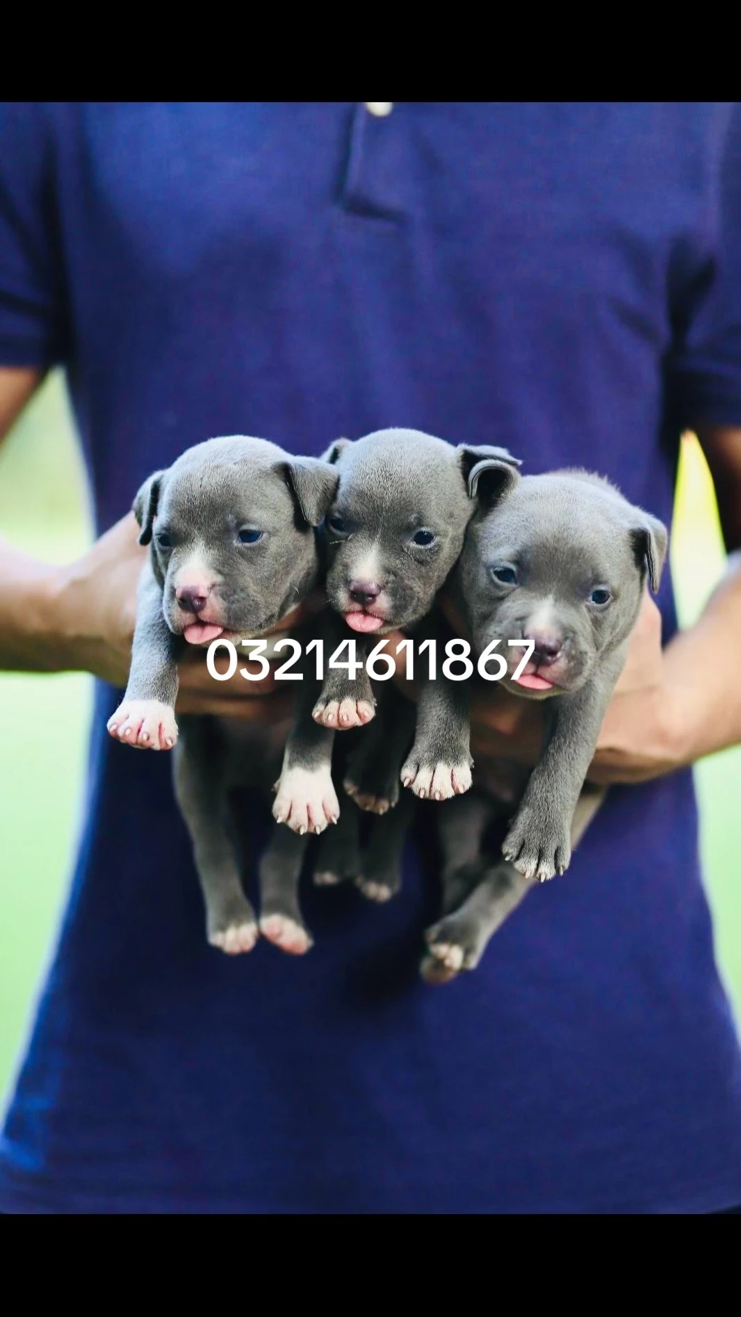 American Bully-Image 5