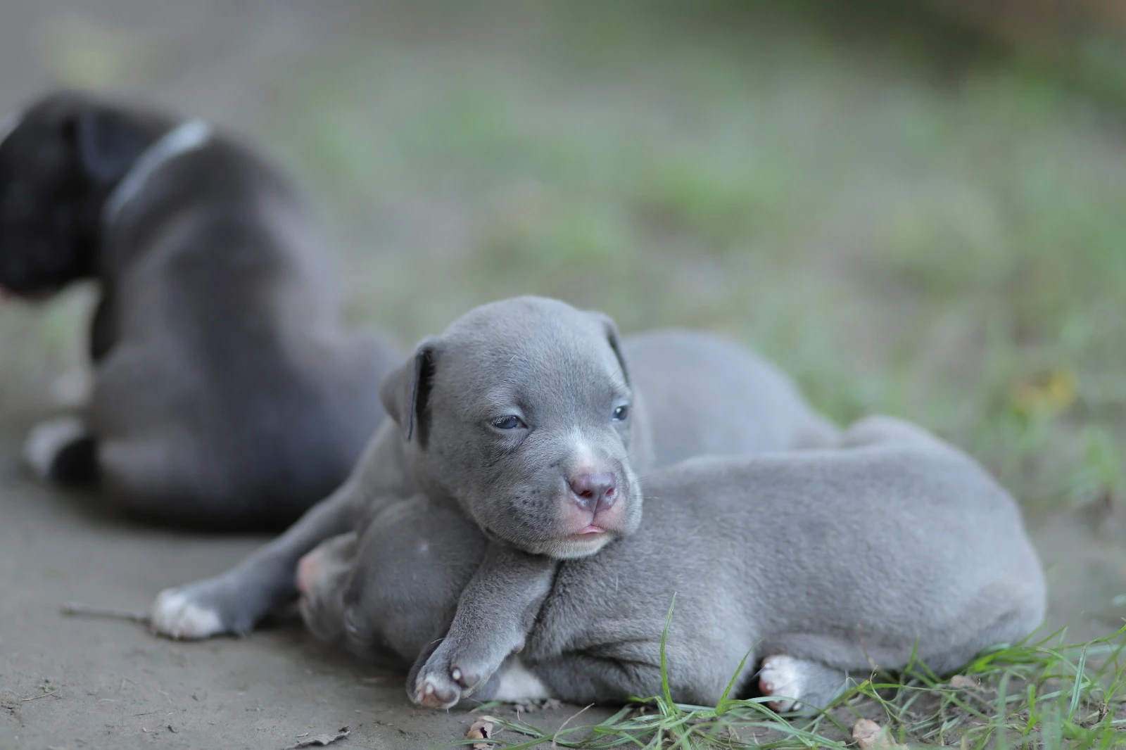 American Bully-Image 6