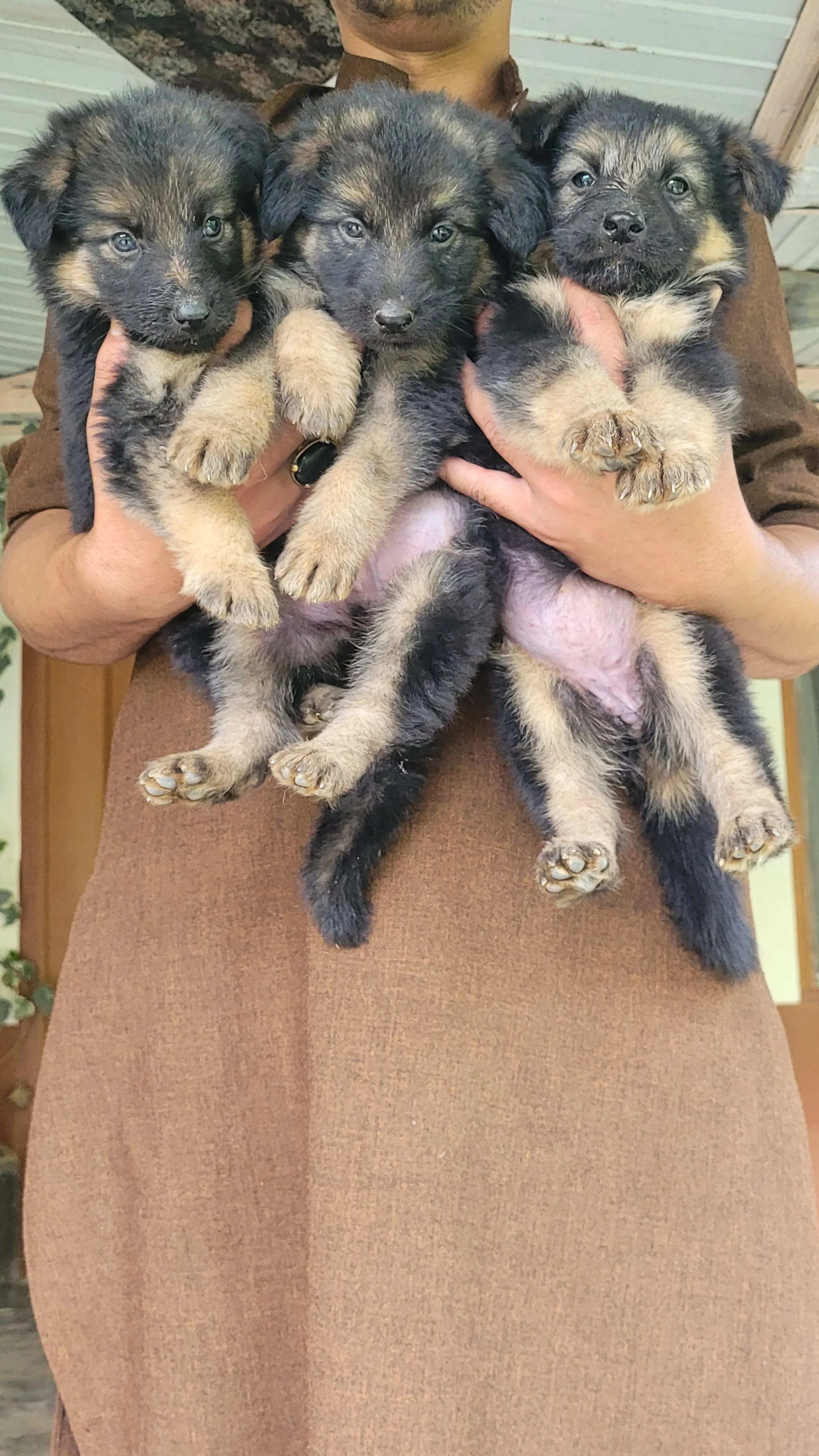 German shaped non ped long cote puppies-Image 1