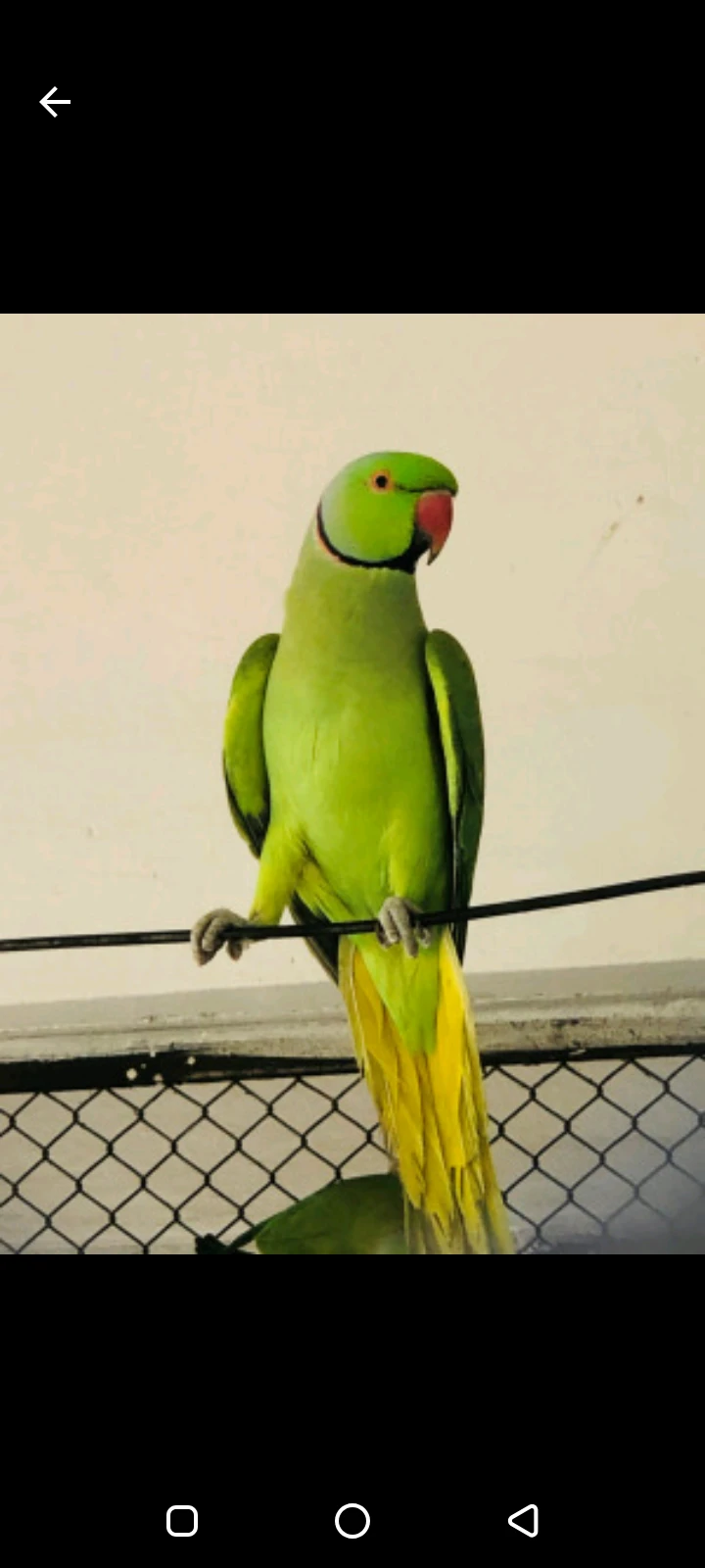 Raw parrot for sale-Image 1