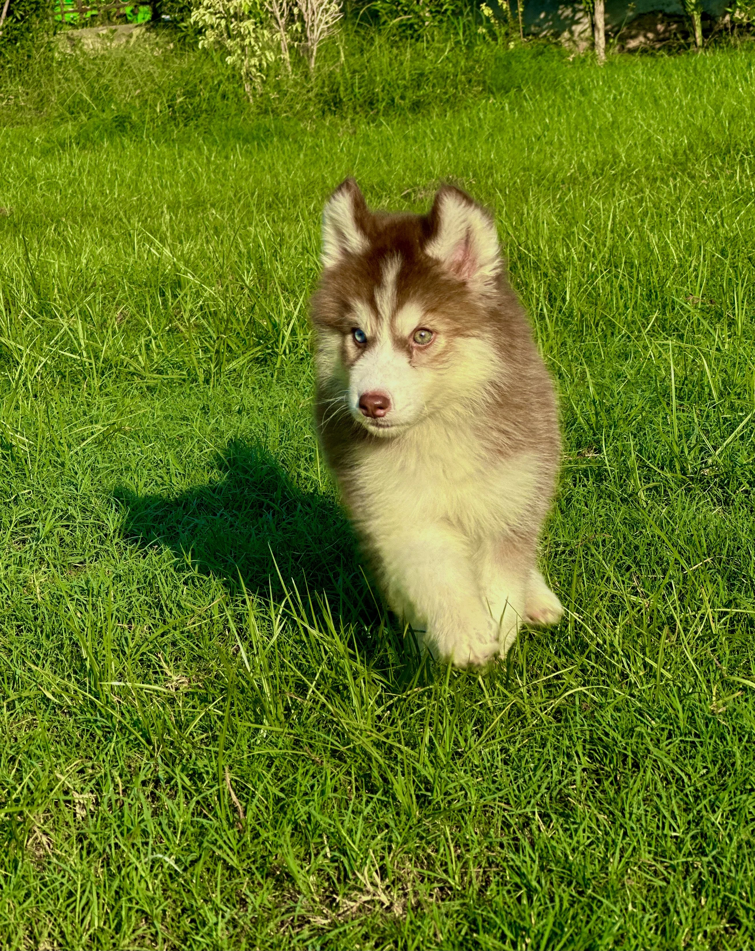 Extreme quality Siberian husky puppy pedigree-Image 5