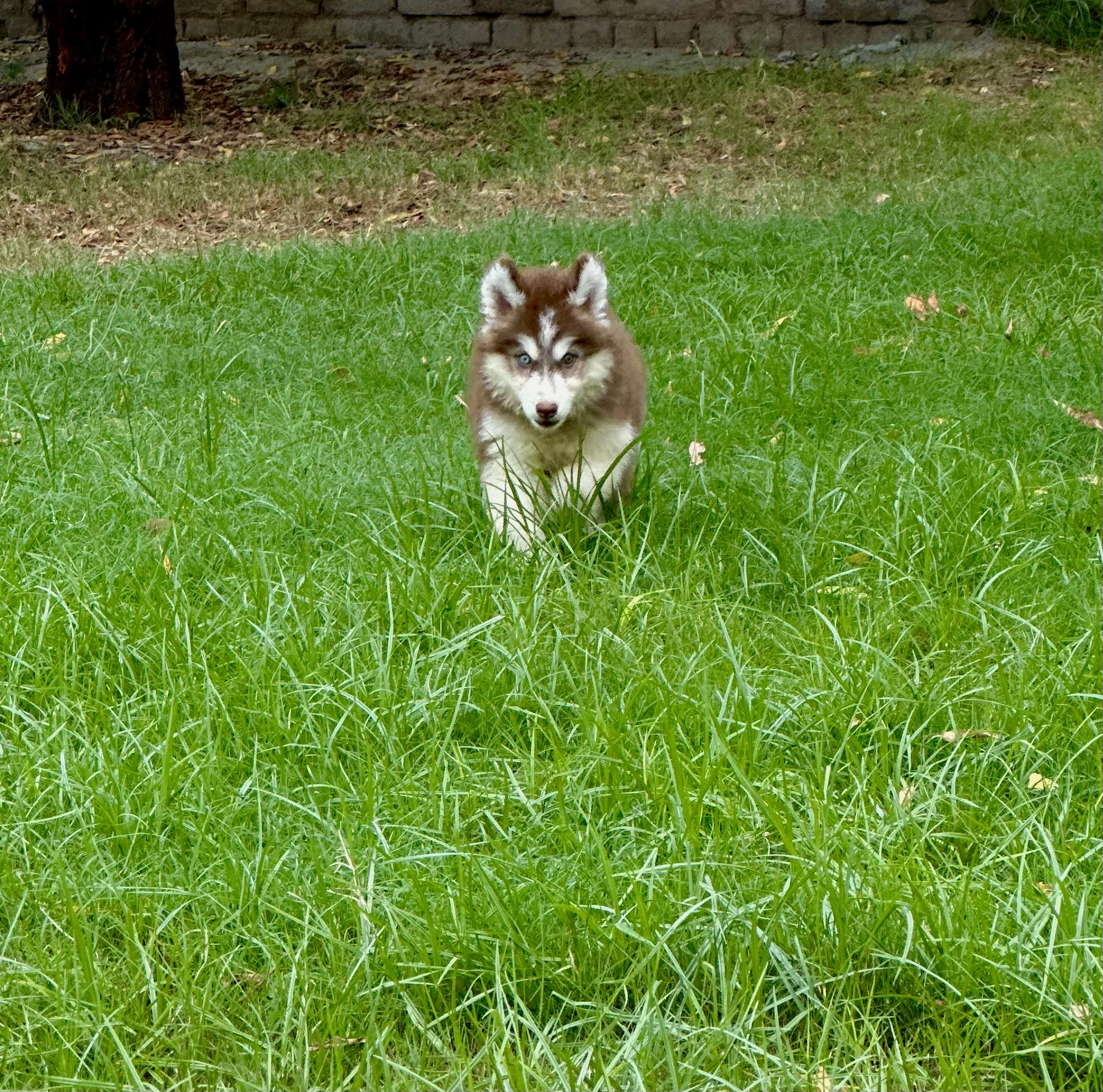 Extreme quality Siberian husky puppy pedigree-Image 7