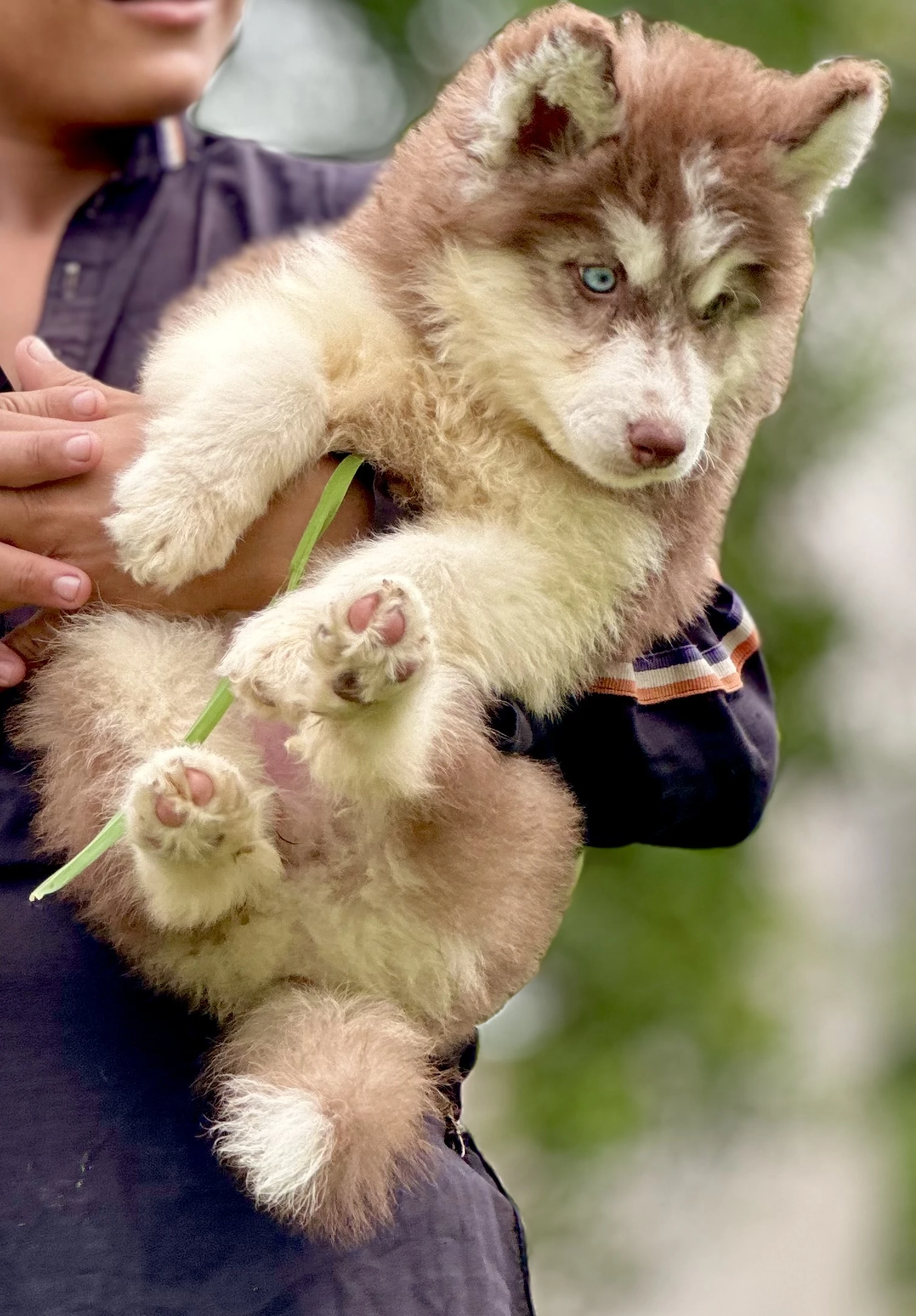 Extreme quality Siberian husky puppy pedigree-Image 8