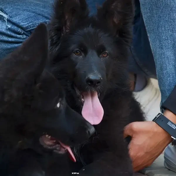 German shepherd black female puppy available-Image 3