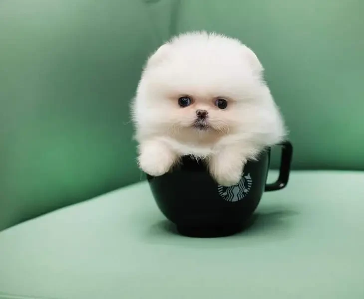 Tea cup Pomeranian puppies available for sale-Image 2