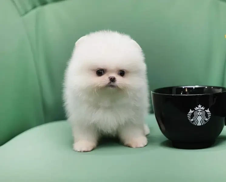 Tea cup Pomeranian puppies available for sale-Image 3