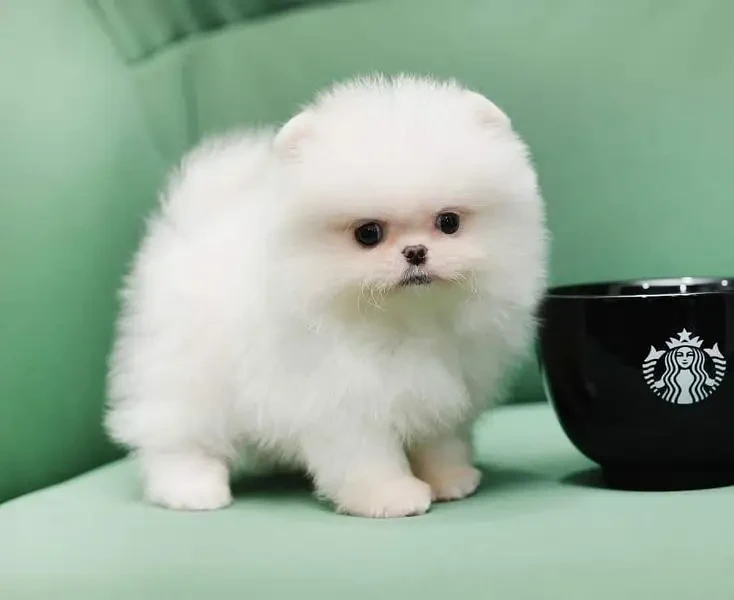 Pomeranian cup tea best sale