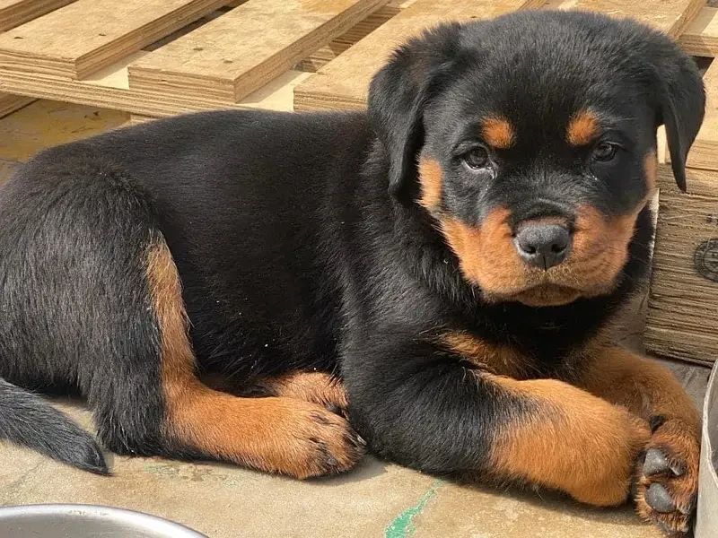 Rottweiler pedigree imported parents puppies available for sale-Image 2