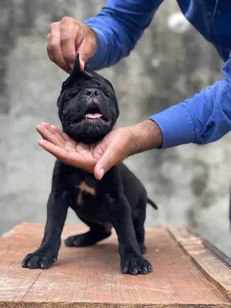 Cane Corso Pedigreed puppies-Image 2