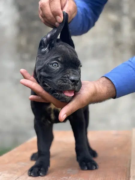 Cane Corso Pedigreed puppies-Image 3