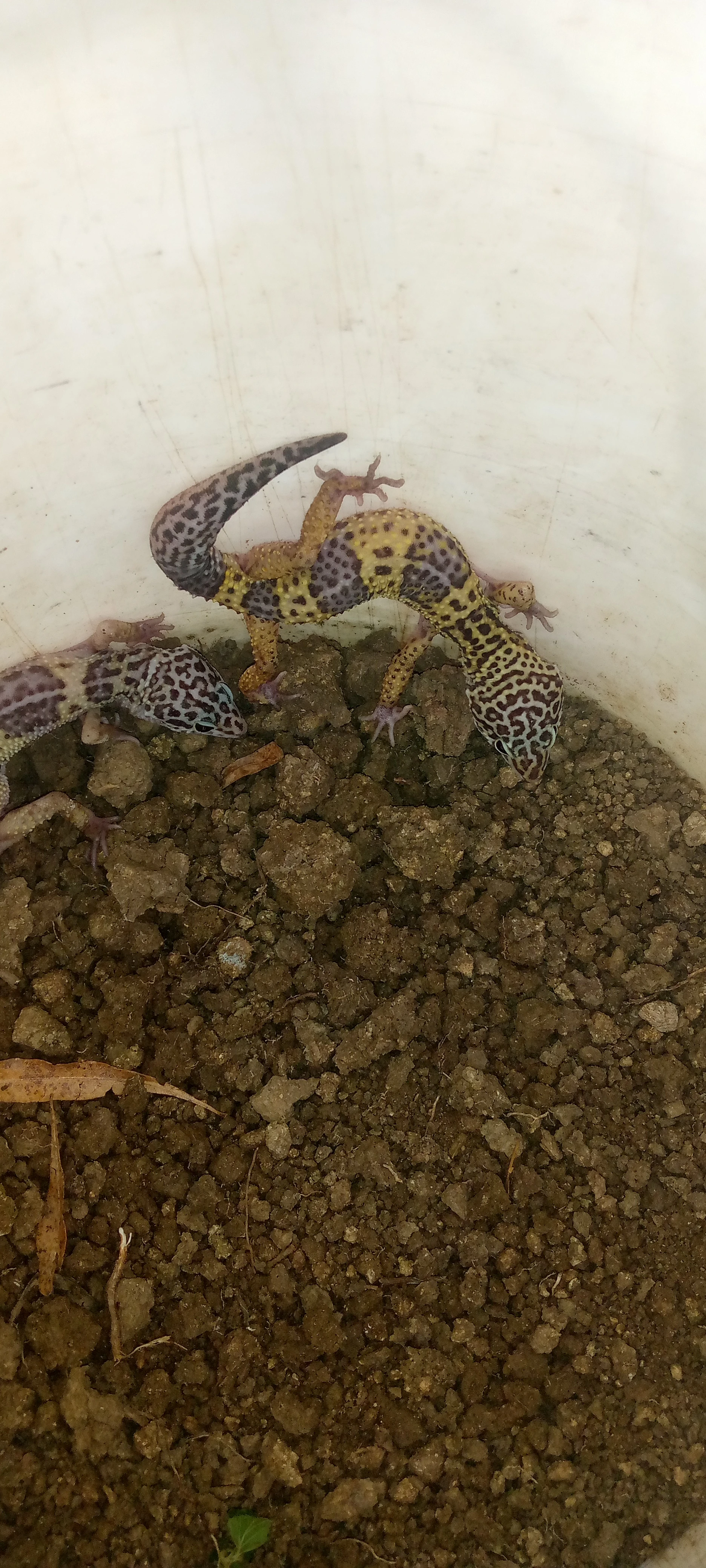 Leopard gecko lizard-Image 2