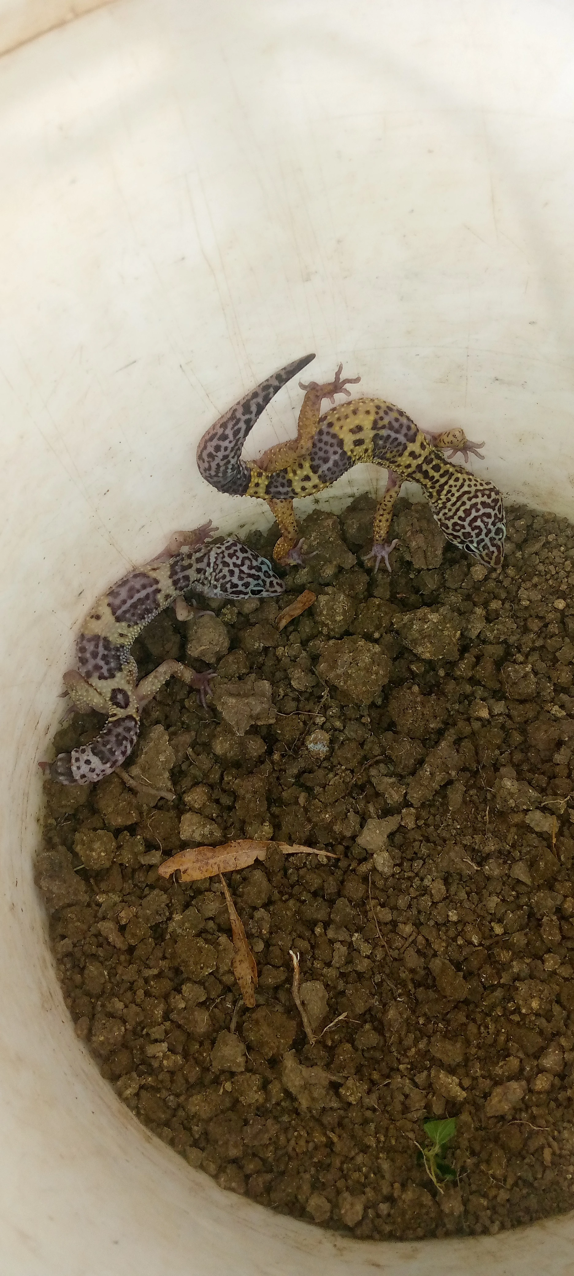 Leopard gecko lizard-Image 3