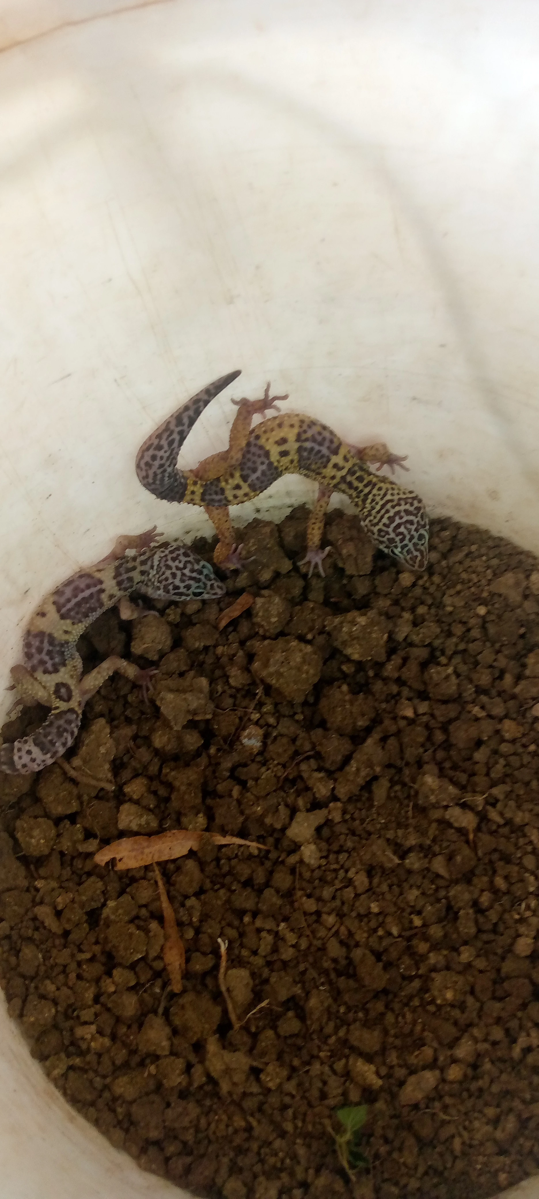 Leopard gecko lizard-Image 4