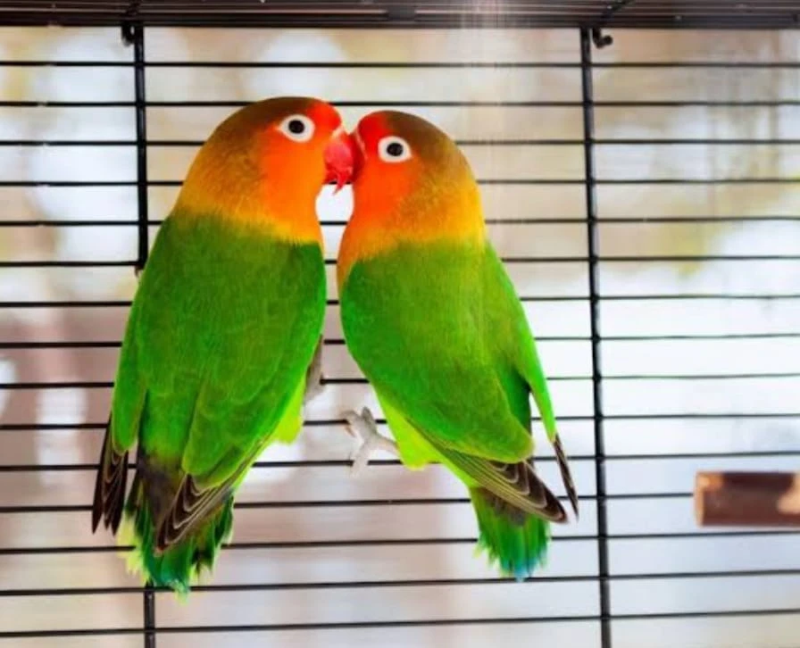 love birds for sale-Image 1