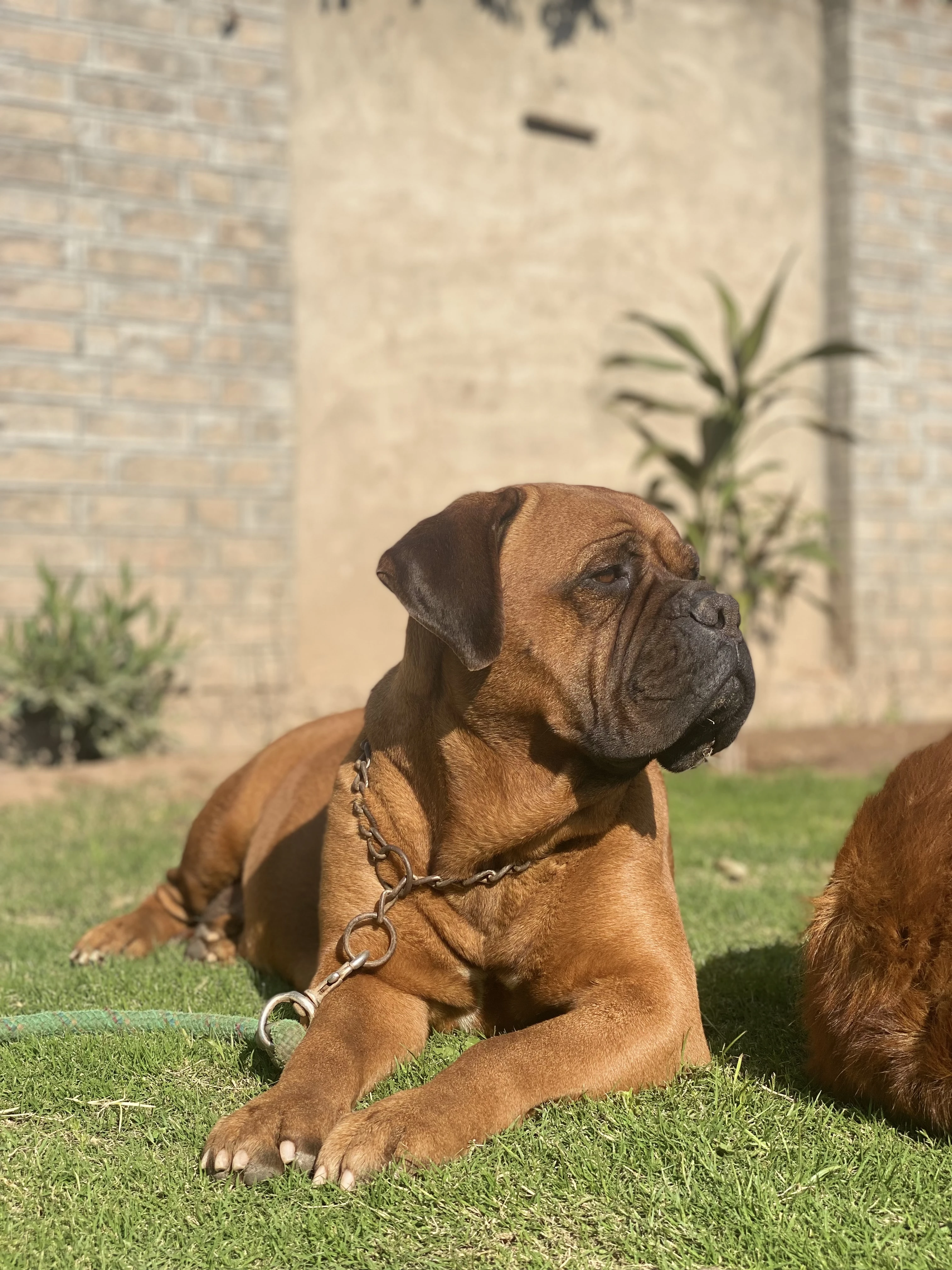 Bullmastiff Adult Female-Image 2