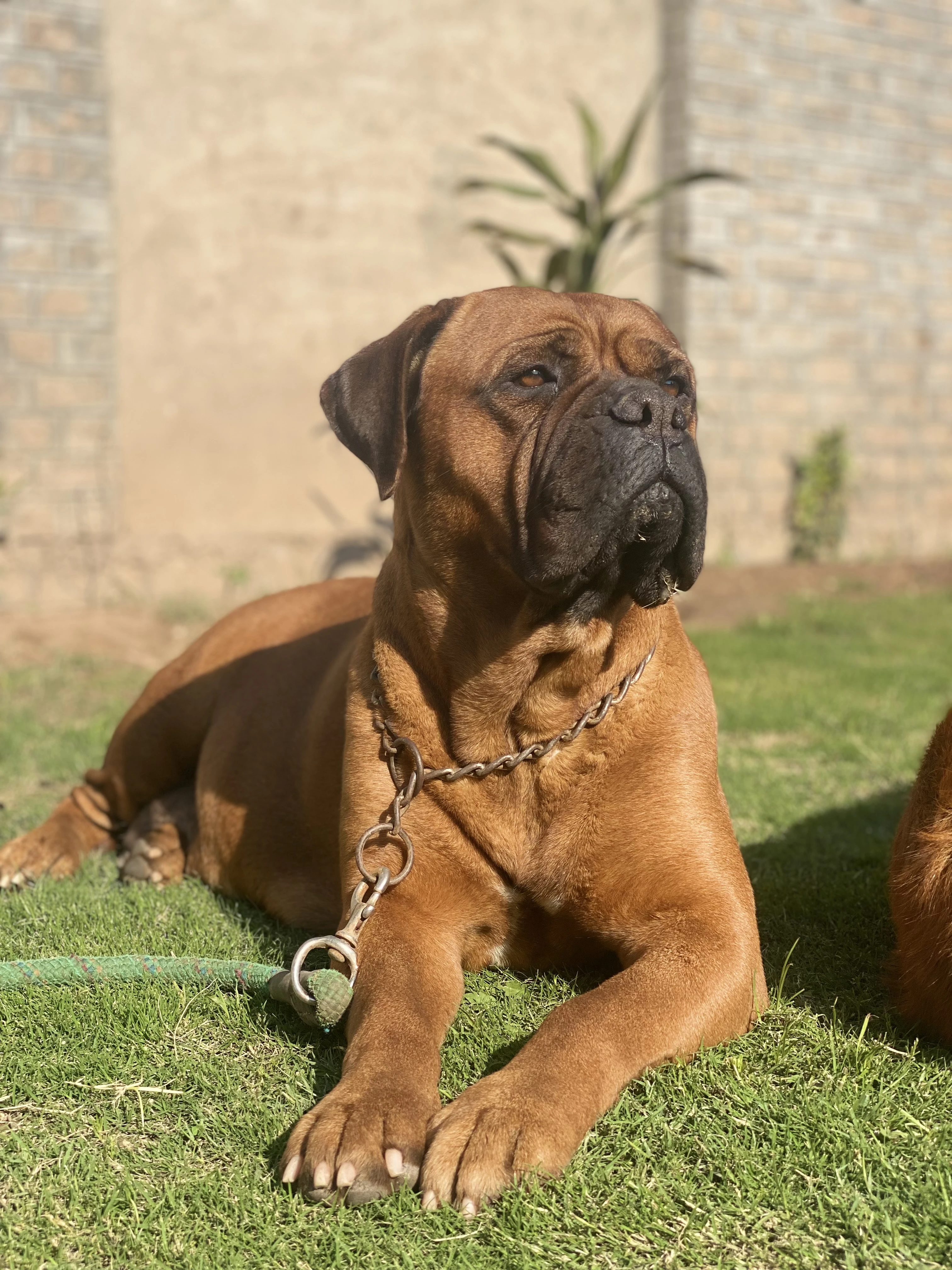 Bullmastiff Adult Female-Image 3