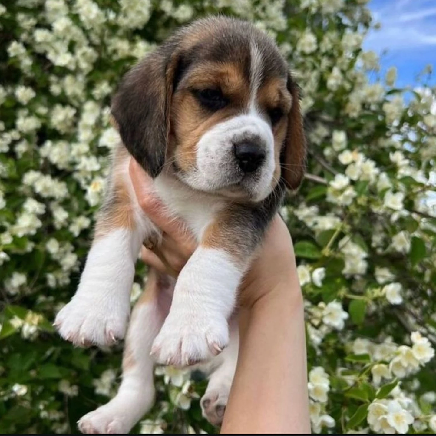 beagle ready to import-Image 2