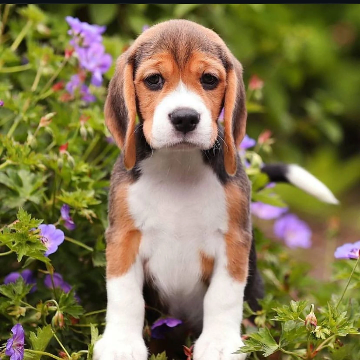 beagle ready to import-Image 3