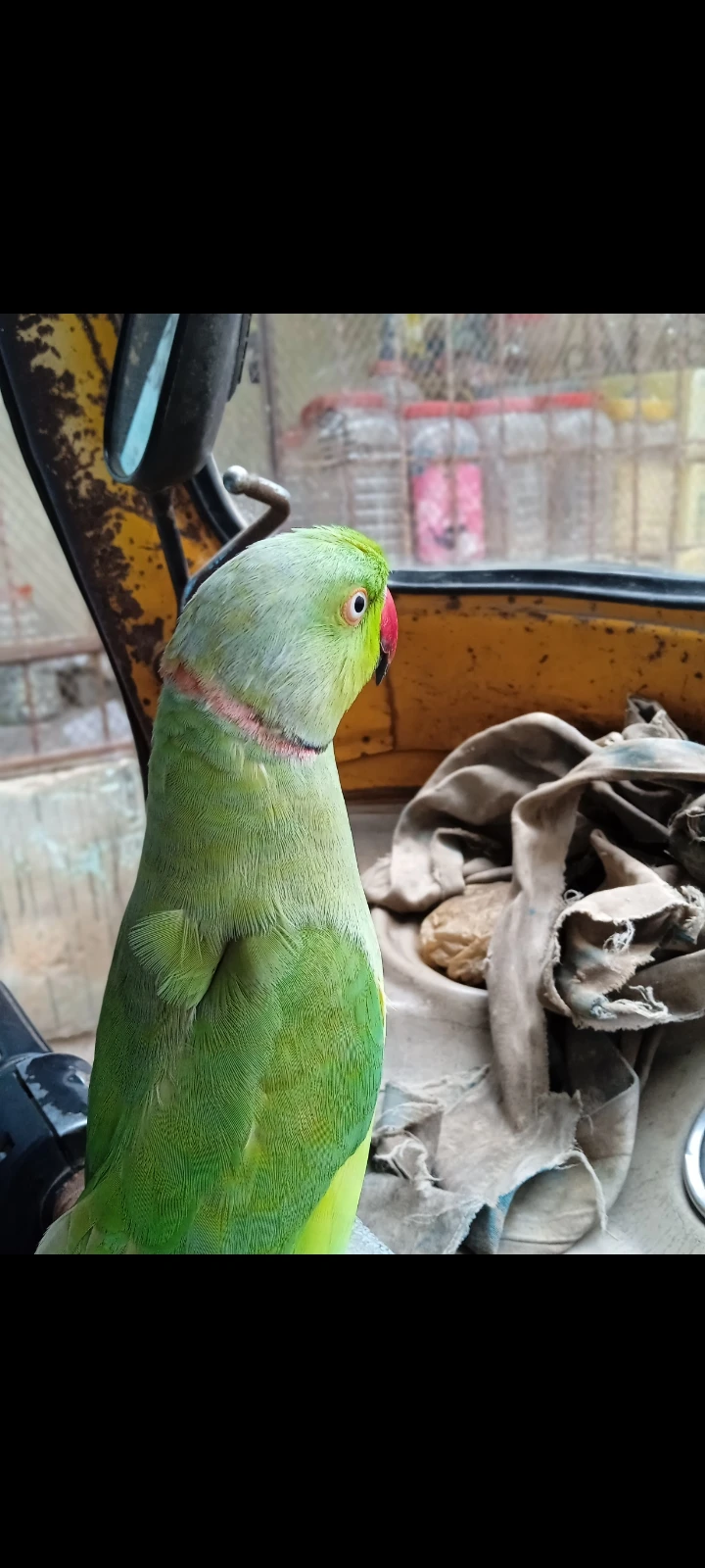 Green Ring Neck Parrot For Sale With Pinjra Full Hand Time-Image 2