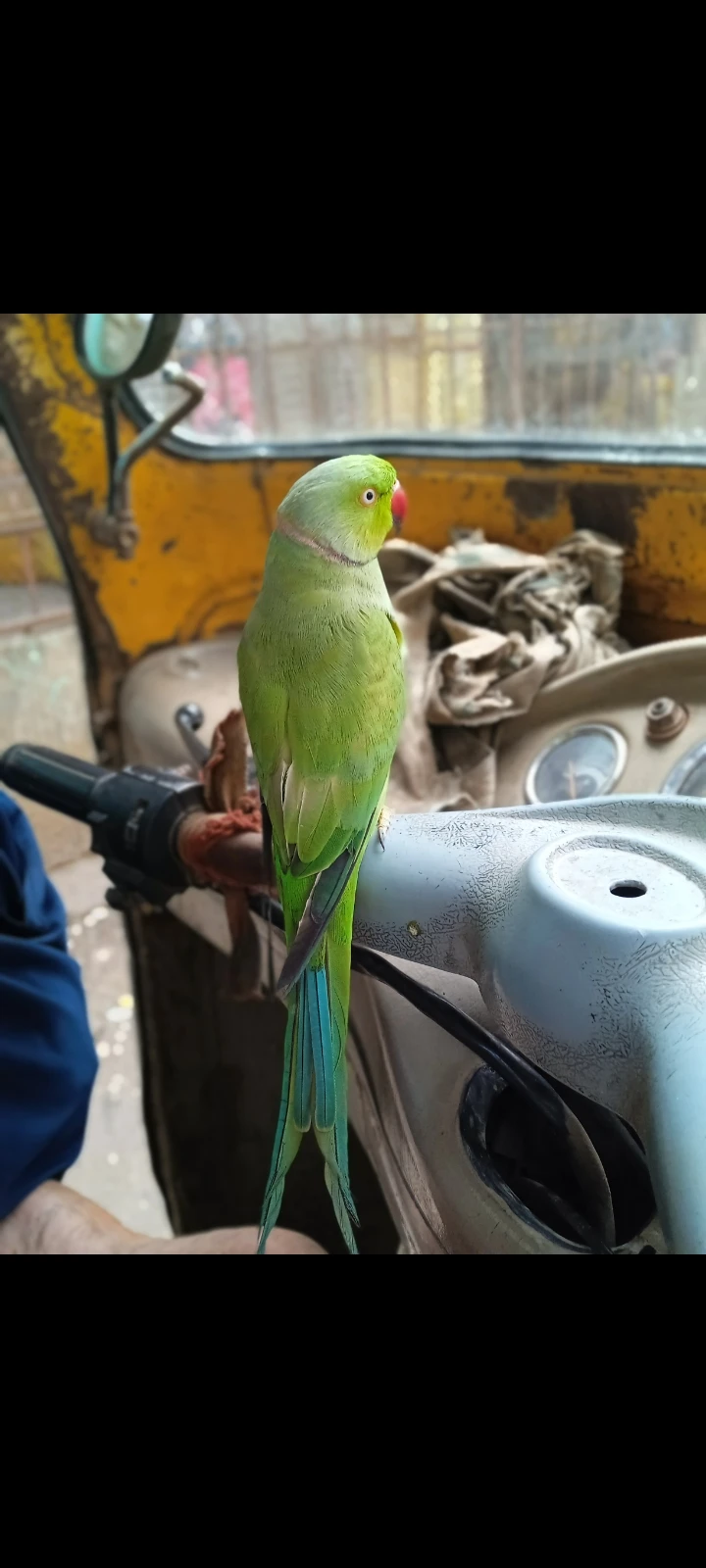 Green Ring Neck Parrot For Sale With Pinjra Full Hand Time-Image 3