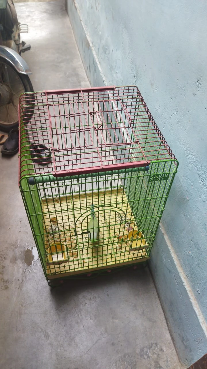 Green Ring Neck Parrot For Sale With Pinjra Full Hand Time-Image 5