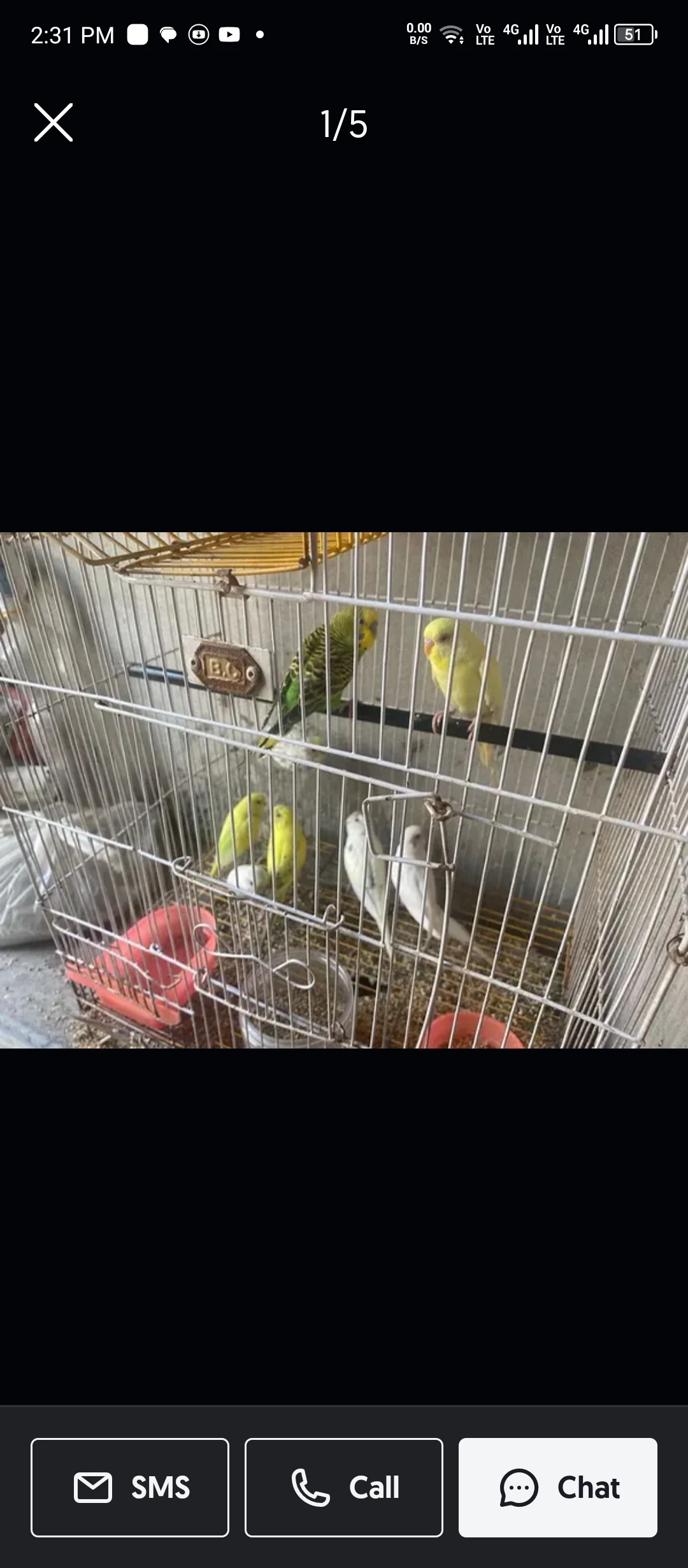 Bugges parrots-Image 3