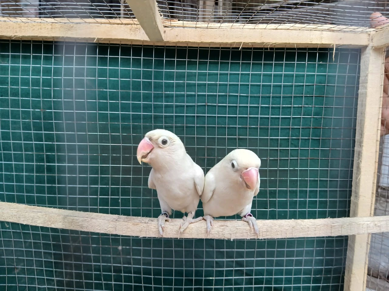 albino pair for sale-Image 1