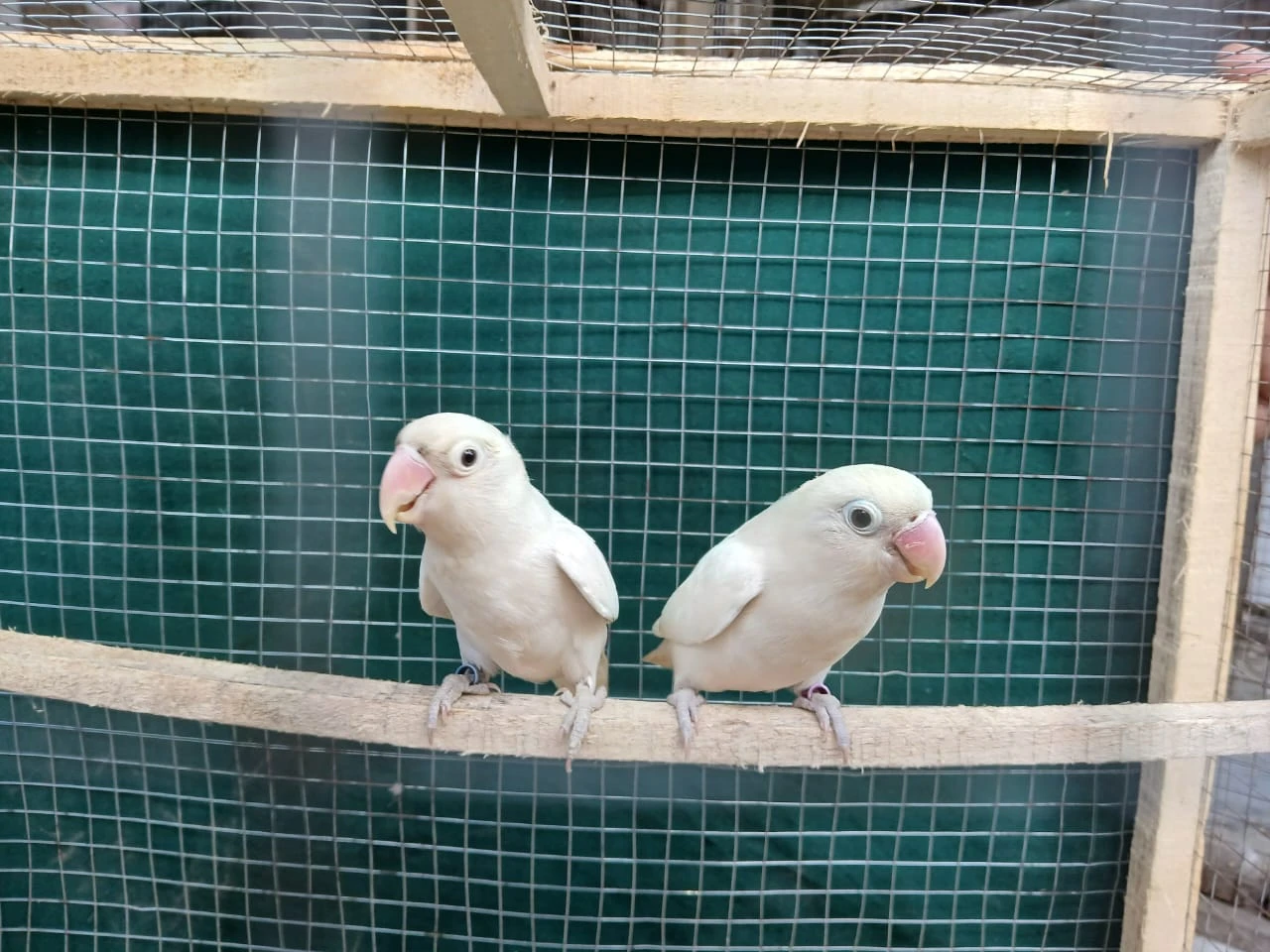 albino pair for sale-Image 2