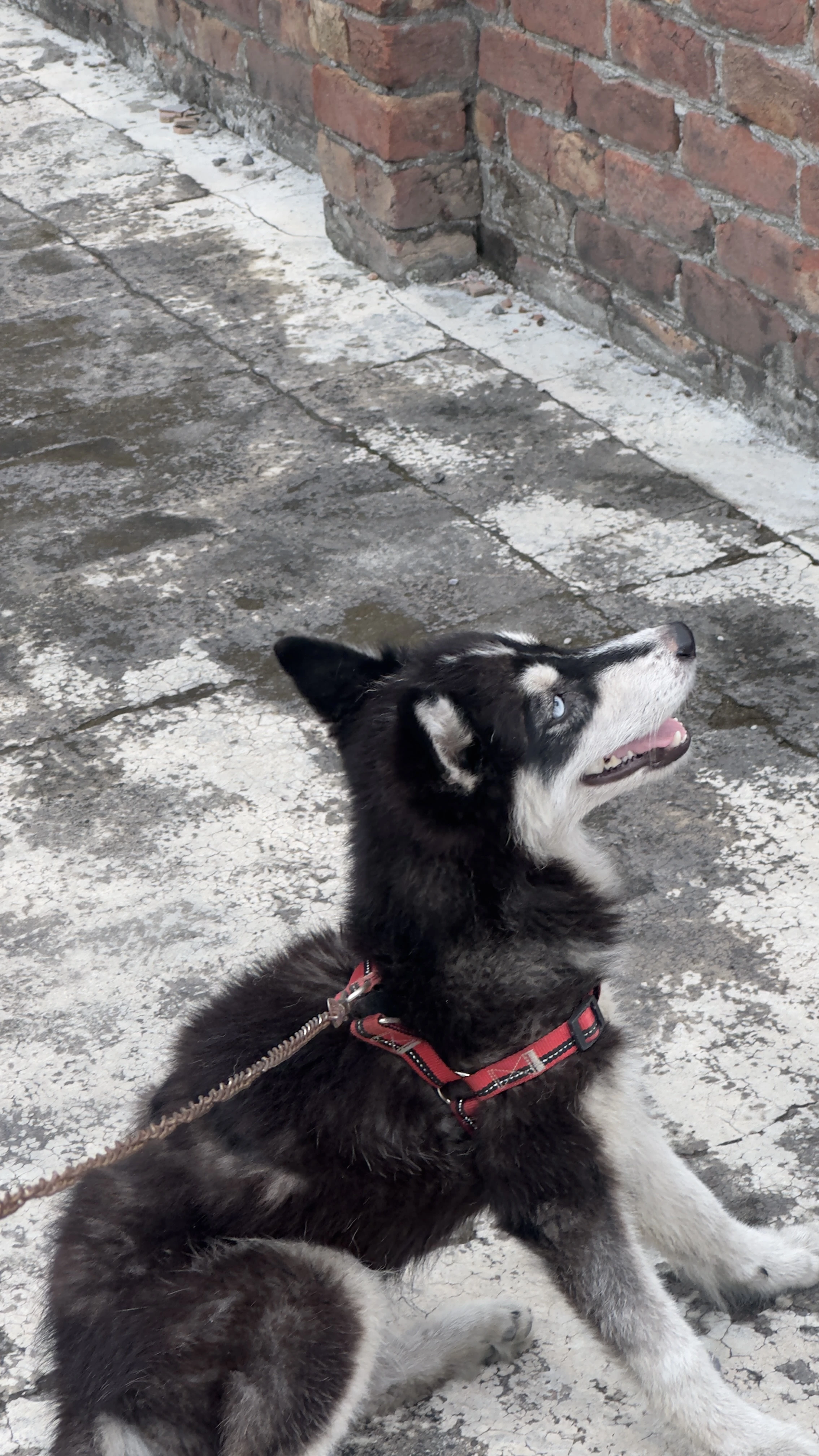 Husky female blue eyes standard coat-Image 1