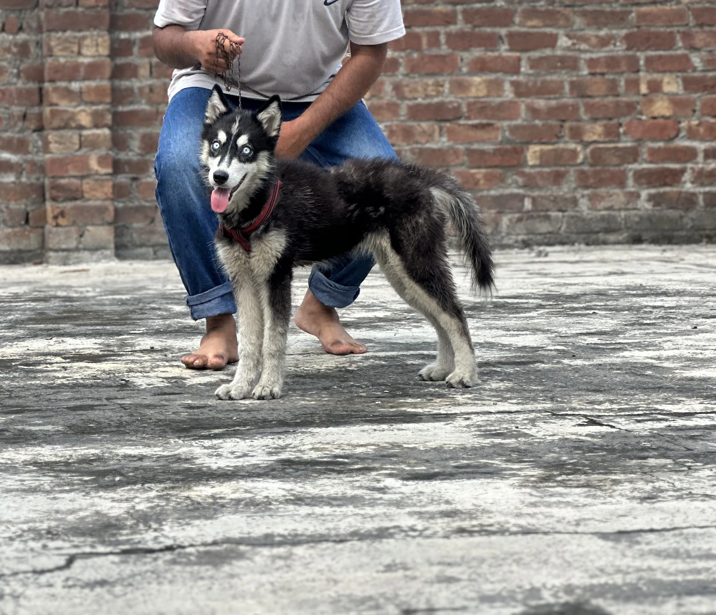 Husky female blue eyes standard coat-Image 4