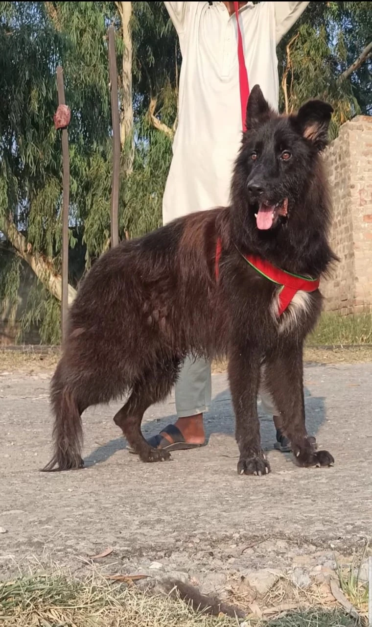 black male shepherd for sale-Image 1