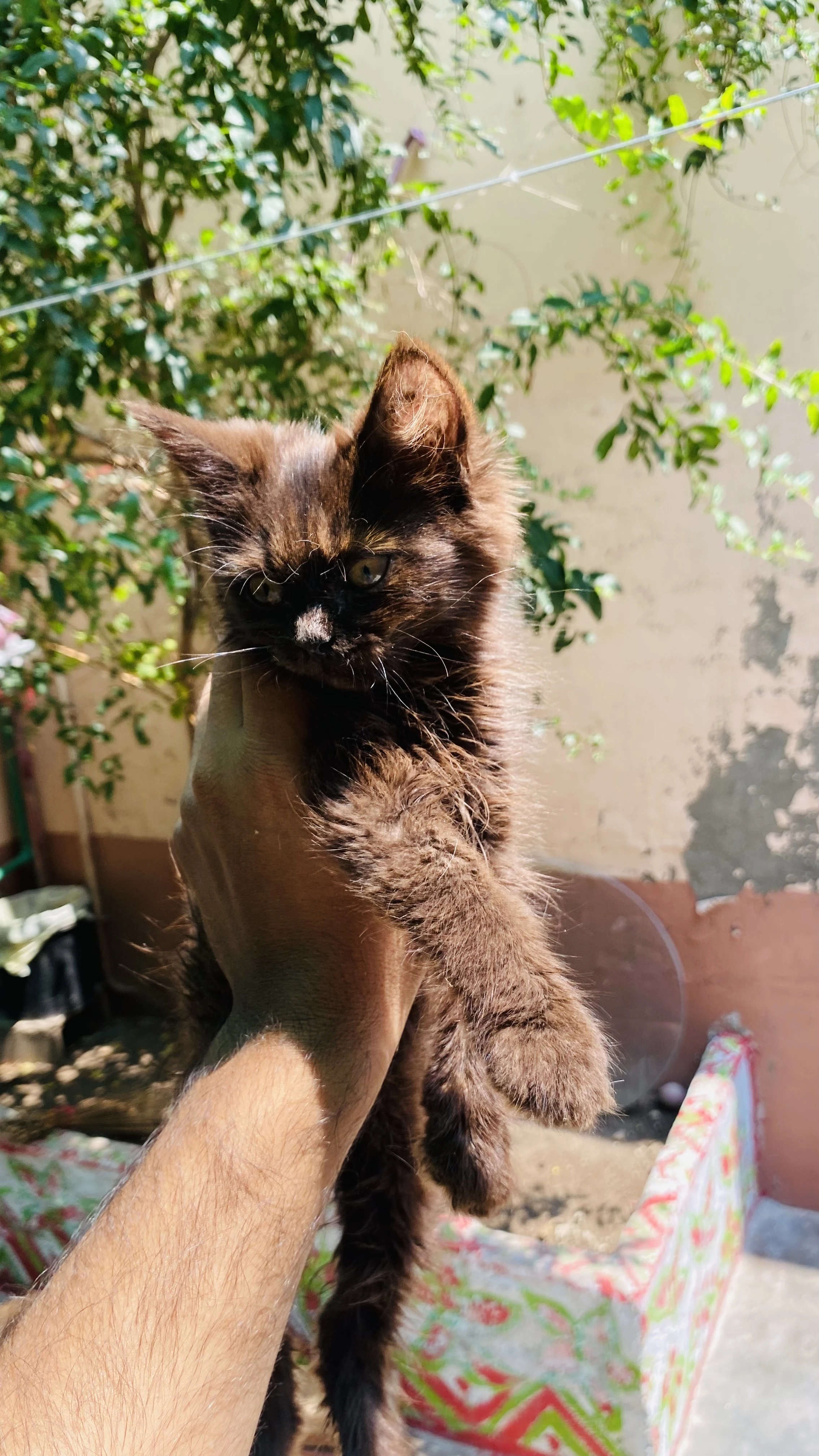 persian cat male kitten-Image 2