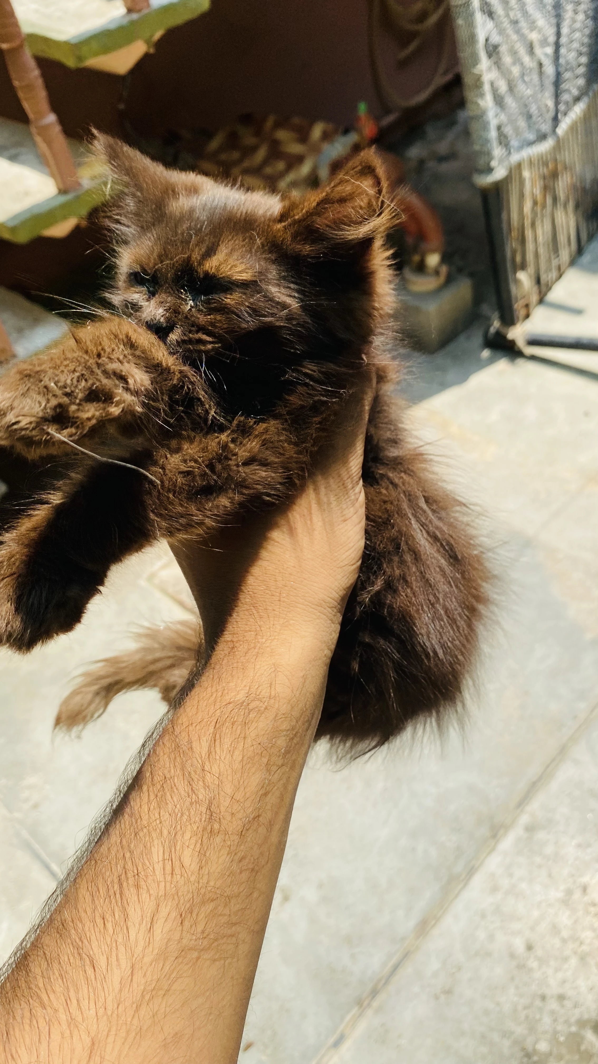 persian cat male kitten-Image 4