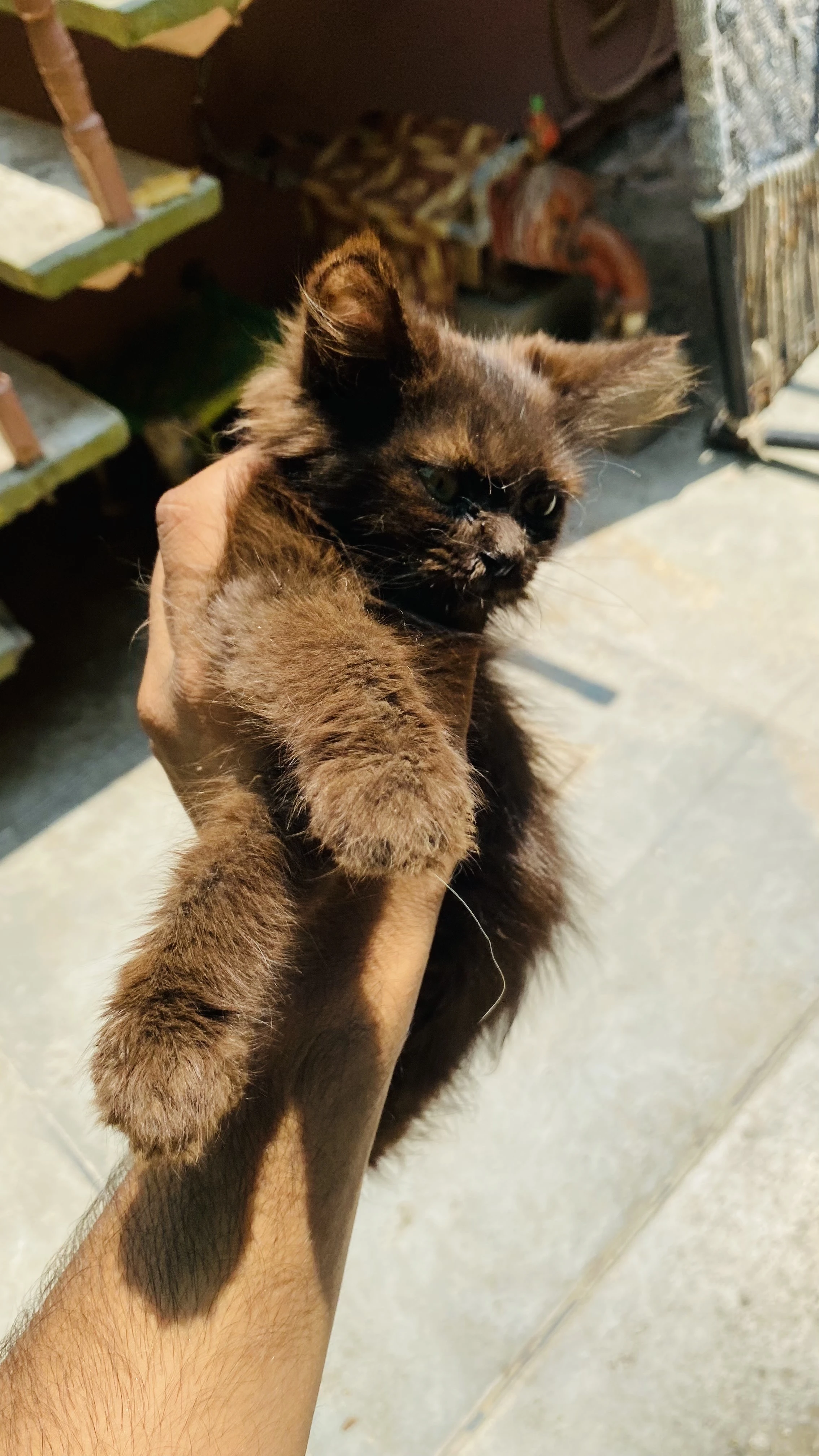 persian cat male kitten-Image 5