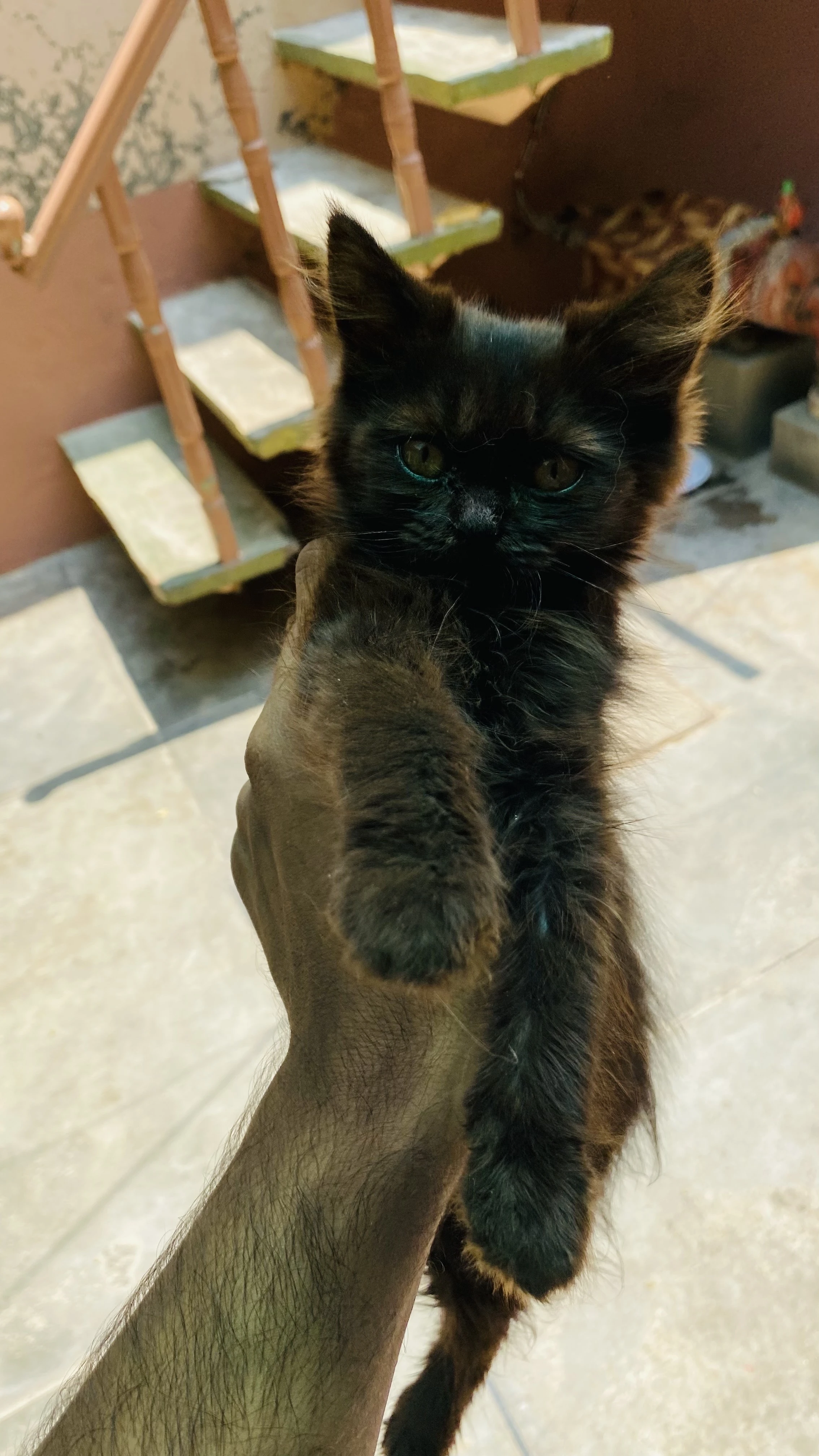 persian cat male kitten-Image 8