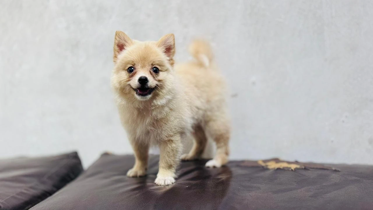 Pomeranian female pup-Image 1