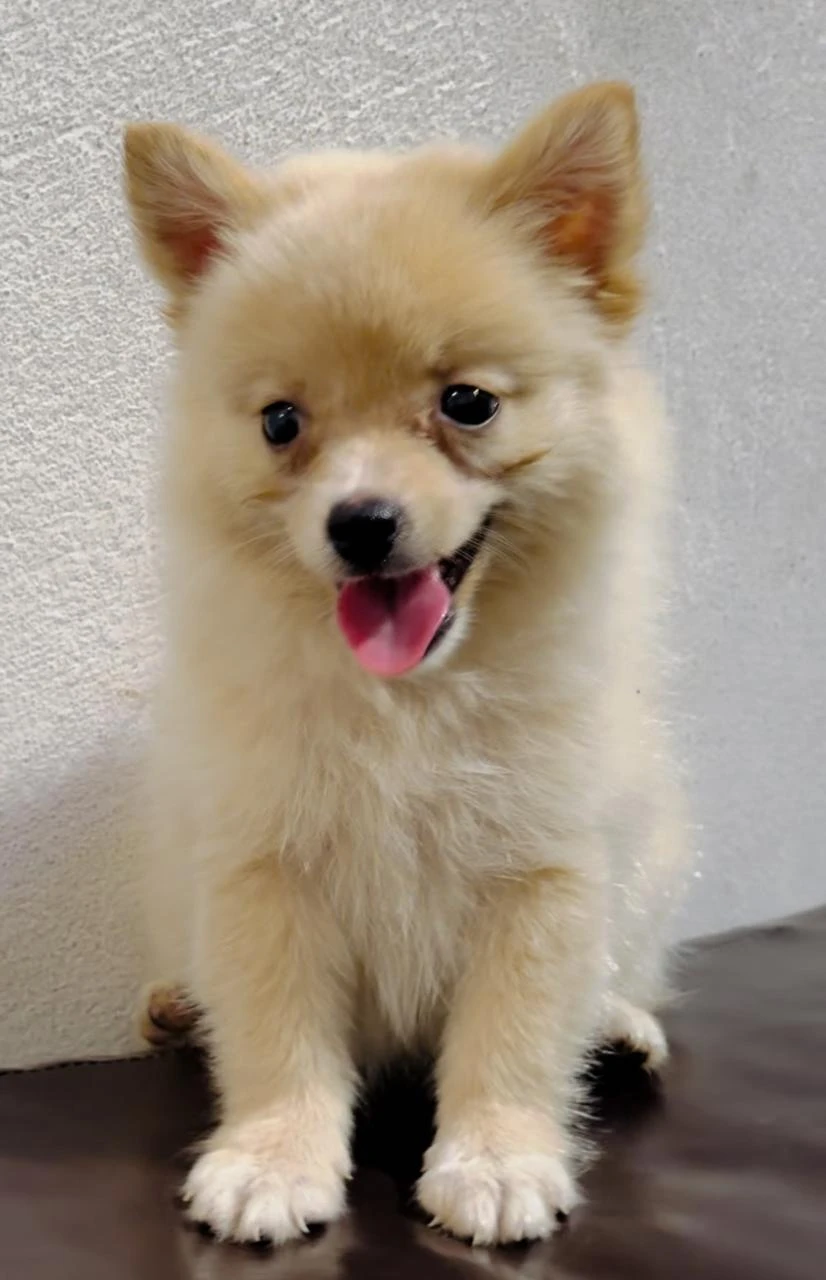 Pomeranian female pup-Image 2