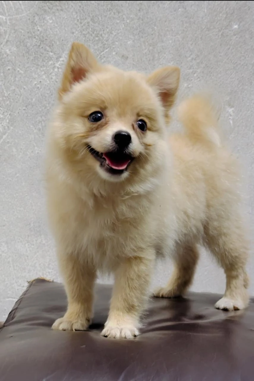 Pomeranian female pup-Image 3