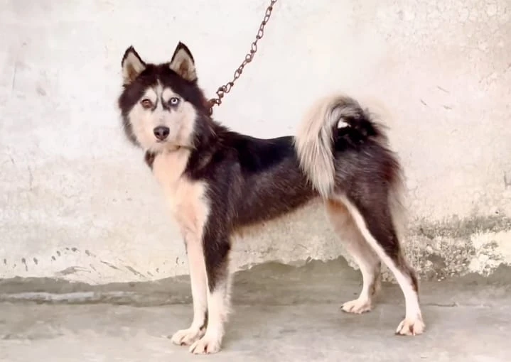 Husky female-Image 1