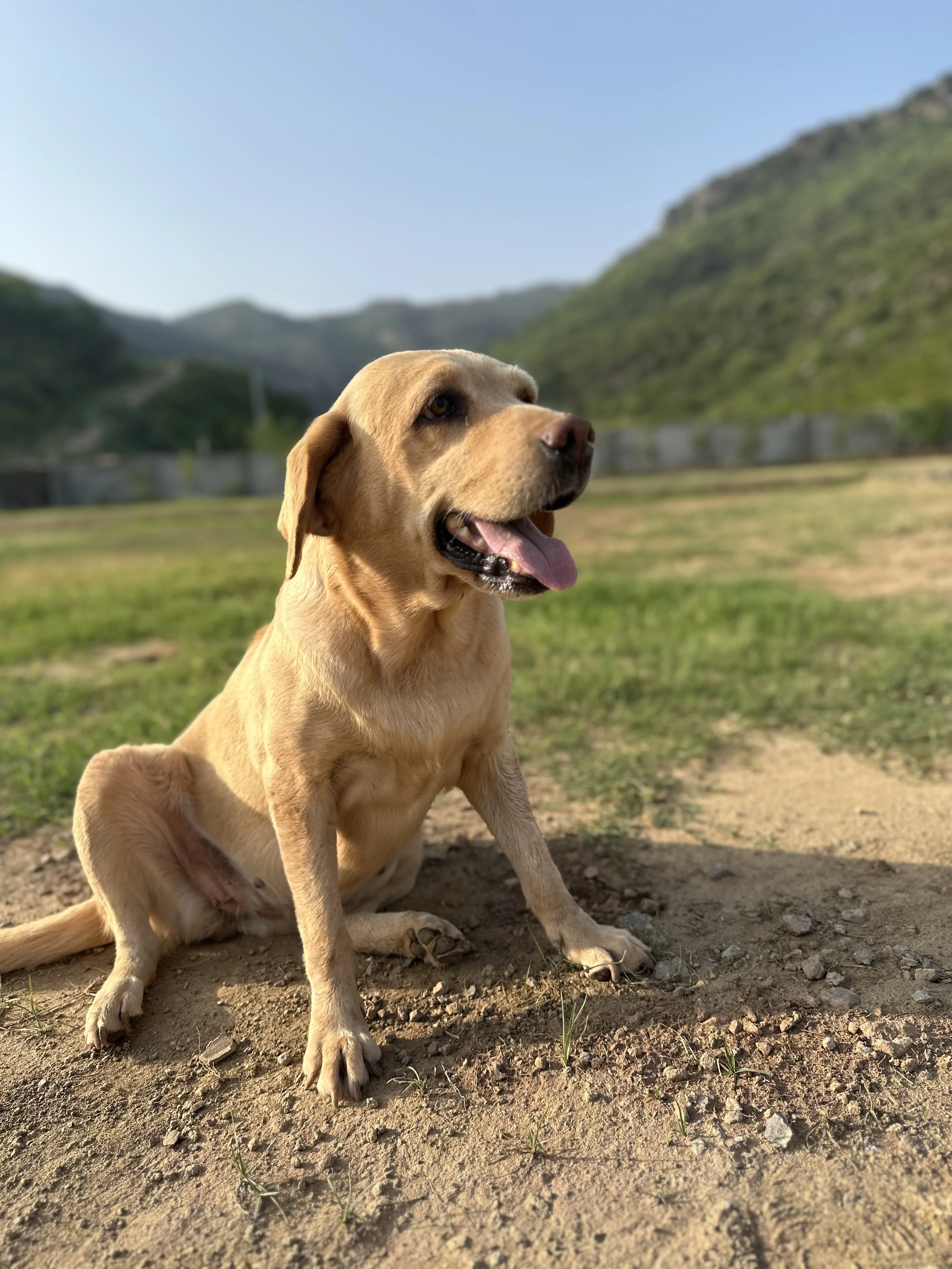 Labrador